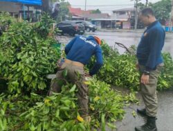 Pohon Tumbang di Jati Baru Padang