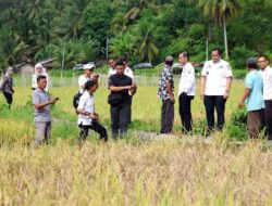 28 Ha Sawah di Kota Pariaman Diserang Wereng