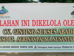 Diduga Panen Paksa, Puluhan Orang Serbu Kebun Sawit Warga di Rokan Hulu