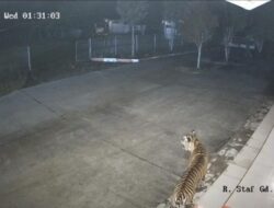 Terpantau CCTV, Harimau Berkeliaran di BRIN Agam
