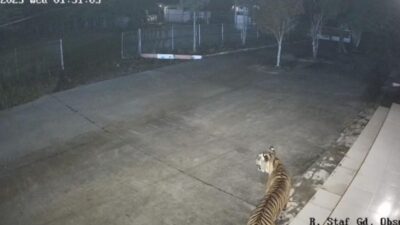 Terpantau CCTV, Harimau Berkeliaran di BRIN Agam