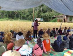 Gapoktan Simarasok Baso Panen Raya Padi Sawah Pojok Murah