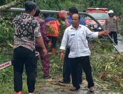 Hujan Angin Landa Sawahlunto, Pohon Tumbang Tutup Badan Jalan