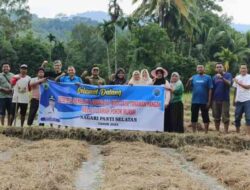 Ada Sekolah Lapangan Di Panti Selatan, Sawah Pokok Murah Jadi Materi