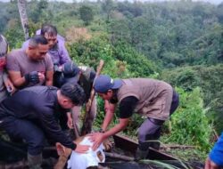 Harimau Sumatera Terkena Jerat Babi di Agam
