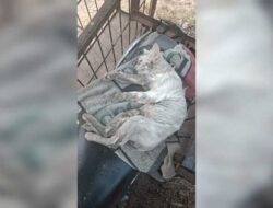 Kucing Anggora Warga Mati Dikeroyok Anjing Pemburu saat Alek Nagari Buru Babi di Agam