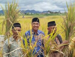 Solusi Kelangkaan Pupuk di Sumbar, Herdanic Jadikan Padi Tumbuh ‘Super’ dan Cepat Panen