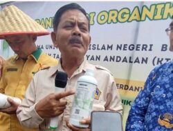 Hasil Panen Padi Organik dengan Pupuk Herdanik di Agam Tembus 12,9 Ton per Hektar