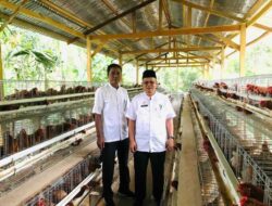 Kepala DPM Pasaman Tinjau Unit Usaha Ayam Petelur BUMNag Pauh