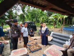 16 KUB Terima Bantuan Peternakan Senilai Rp1,38 Miliar dari Pemkab Dharmasraya