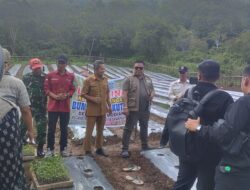 BUMDes Kolok Mudik Kembangkan Tanaman Cabai dan Penggemukan Sapi Kurban
