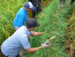 Bupati Solok Gelar Gerakan Pengendalian Hama Tikus di Nagari Cupak