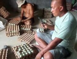 Bekas Tambang Batubara Disulap Jadi Peternakan Itik Skala Besar