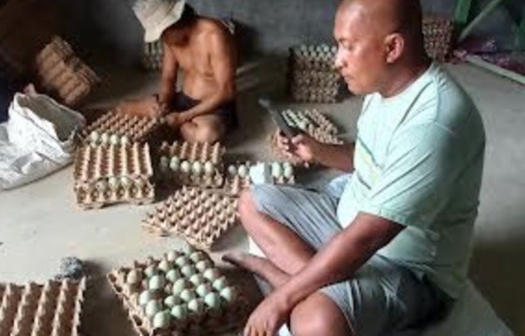 Bekas Tambang Batubara Disulap Jadi Peternakan Itik Skala Besar