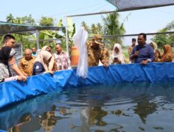 Wako Pariaman Tebar Ribuan Benih Ikan Lele yang Dikelola BUMN Makmur Ampalu