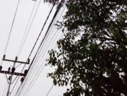 Listrik Aman! Pemadaman Karena Gangguan Monyet dan Dahan Pohon Pada Jaringan