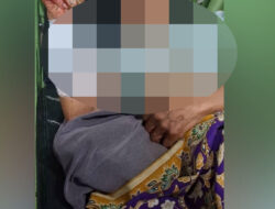 Tiga Warga Sinuruik Luka-luka Diserang Beruang Madu saat Panen Padi