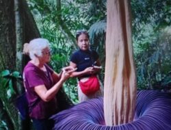 Belasan Wisatawan Mancanegara Kunjungi Lokasi Bunga Bangkai Mekar di Palupuah Agam