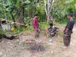 Harimau Muncul di Koto Sani Solok, Tiga Anjing Dimangsa