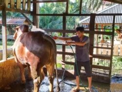 Sapi Asal Lembah Malintang Pasbar Diajukan Jadi Kurban Presiden