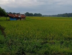 Antisipasi Alih Fungsi Lahan, Pemkab Dharmasraya Revisi Perda tentang Pangan Berkelanjutan