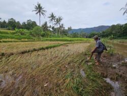Duka Petani Korban Bencana di Limapuluh Kota, Panen Padi Seminggu Lagi Tinggal Mimpi