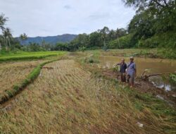 Batang Sandir di Limapuluh Kota Mengamuk, Rusak Padi, Lubuk Ikan Larangan dan Pipa Pamsimas