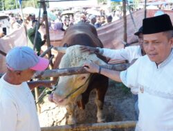 Sapi Simental Banmas Presiden Prabowo Berbobot Sekitar 1,2 ton Disembelih di Masjid Al-Mutawahidah