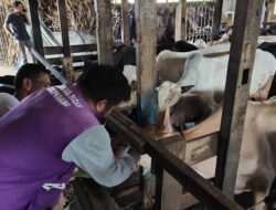 Tim Keswan Padang Cek Kesehatan Hewan Kurban