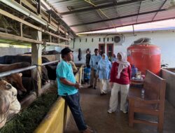 Monitoring Ketersediaan Sapi Kurban Jelang Idul Adha, Pemkab Solok Pastikan Harga Stabil