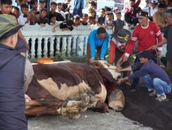 Sapi Kurban Presiden Prabowo untuk Masyarakat Nagari Koto Baru