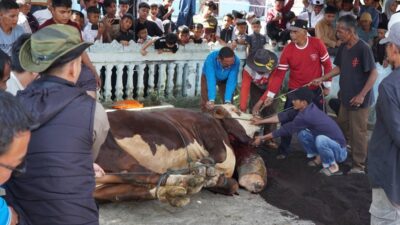 Sapi Kurban Presiden Prabowo untuk Masyarakat Nagari Koto Baru