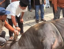 Sapi Kurban Presiden 964 Kg Hasil Peternak Lokal, Disembelih di Sungai Garinggiang