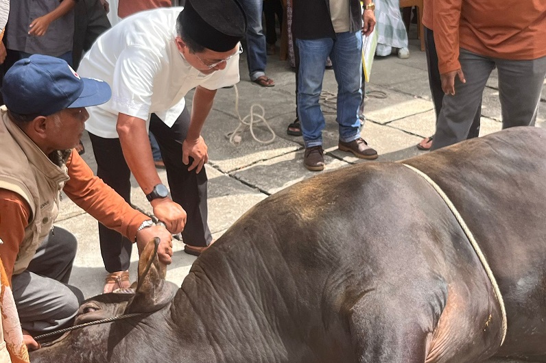 Bupati Padang Pariaman, John Kenedy Azis menghampiri sapi kurban presiden yang akan disembelih di Mesjid Ilham, Nagari Kuranji Hulu, Kecamatan Sungai Garinggiang, Kamis (28/5). (Darmansyah)