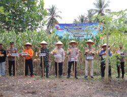 Polres Sijunjung Gelar Panen Jagung Dukung Ketahanan Pangan Nasional