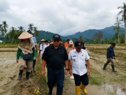 Sekitar 4.000 Ha Lahan Terdampak Bencana di Padang Pariaman Selesai Direhab