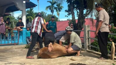 Proses penyembelihan hewan kurban. (tri sugesti putra)