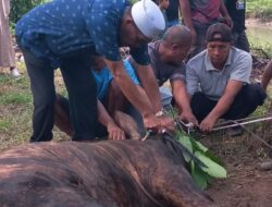 Wakil Ketua DPRD Sawahlunto Jaswandi Mahir Menyembelih Hewan Kurban