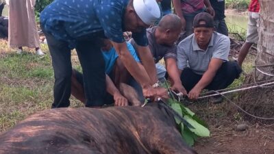 Wakil Ketua DPRD Sawahlunto Jaswandi Mahir Menyembelih Hewan Kurban