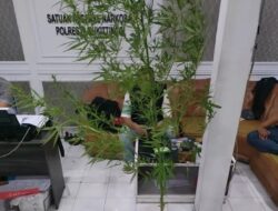 Pelaku Penyalahgunaan Narkoba Sekaligus Penanam Ganja di Agam Diamankan Polisi