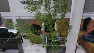Pelaku Penyalahgunaan Narkoba Sekaligus Penanam Ganja di Agam Diamankan Polisi