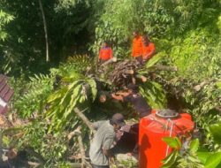 Dua Pohon Tumbang, warga Padang Diminta Waspadai Angin Kencang dan Hujan Lebat