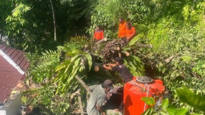 Dua Pohon Tumbang, warga Padang Diminta Waspadai Angin Kencang dan Hujan Lebat