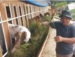 Persiapan Pensiun, Aspil Abyas Kembangkan Peternakan Kambing dan Agrowisata di Kandi Sawahlunto
