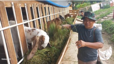 Persiapan Pensiun, Aspil Abyas Kembangkan Peternakan Kambing dan Agrowisata di Kandi Sawahlunto