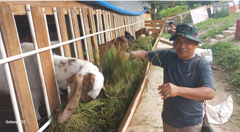 Menjelang masa pensiun dari dinas militer, Pasi Intel Kodim 0310/SSD, Lettu TNI Aspil Abyas, mulai mengembangkan usaha peternakan kambing dan kawasan agrowisata. (subandi)