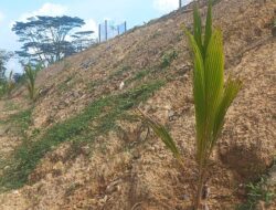  Lahan Bekas Tambang Batubara di Parambahan Sawahlunto Ditanami Tanaman Produktif