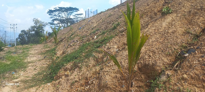 Lahan bekas tambang batubara. (subandi)