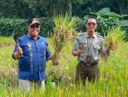 Perkuat Ketahanan Pangan, Camat Baso Panen Perdana Padi Gogo di Lahan KWT Kapau Sakato 