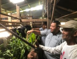 Apresiasi UPZ Baznas Semen Padang, Fakultas Peternakan Unand Nilai Kambing Etawa Padayo Berpotensi Dongkrak Ekonomi Mustahik